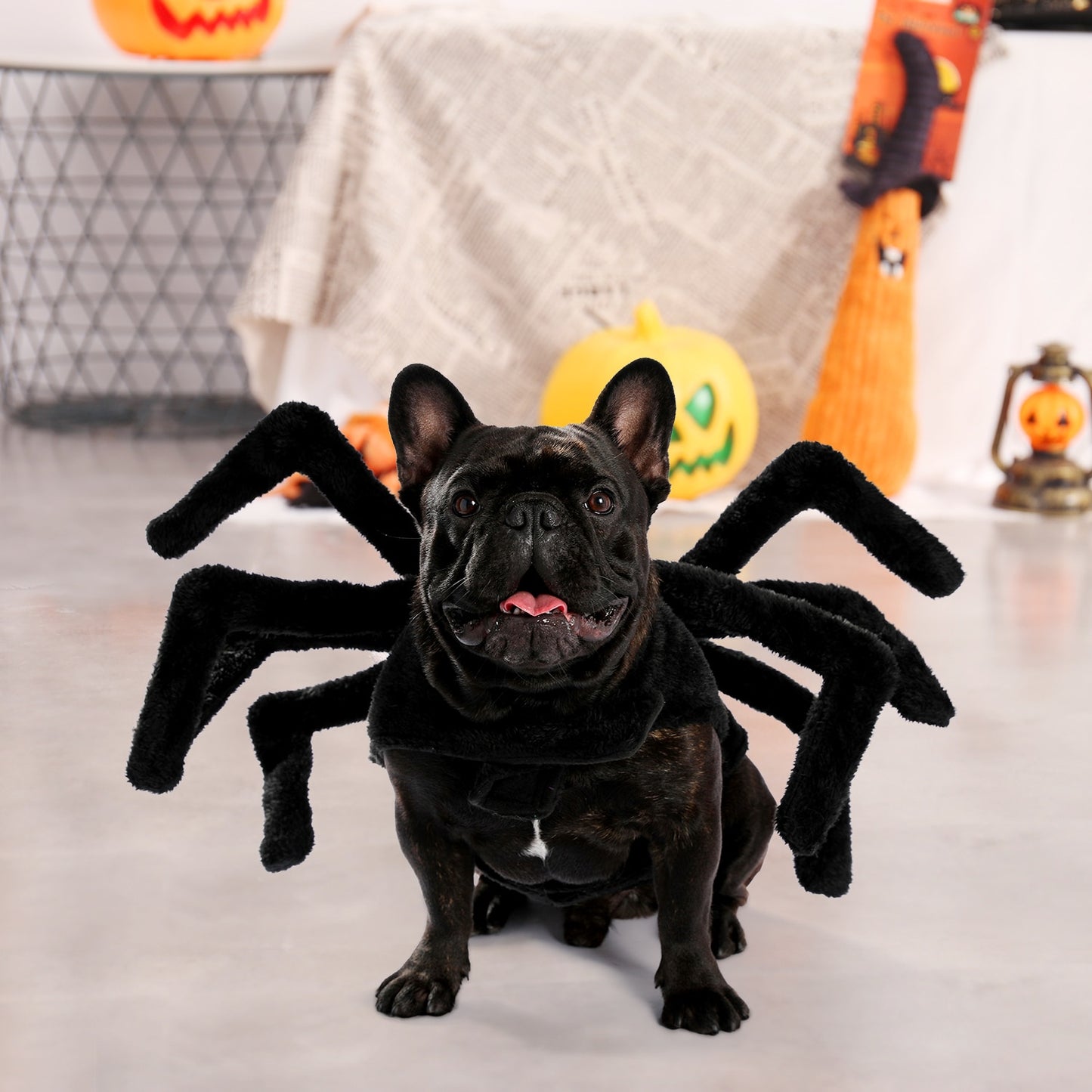 Dog Spider Costume  Halloween scary funny - peterkaczconnect