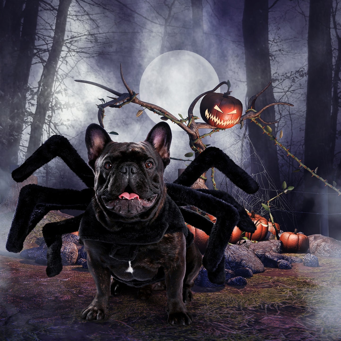 Dog Spider Costume  Halloween scary funny - peterkaczconnect