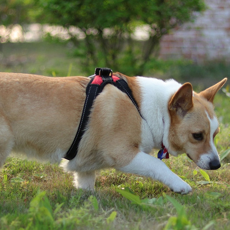 Large Dog Harness Reflective Small Glowing Collar - peterkaczconnect